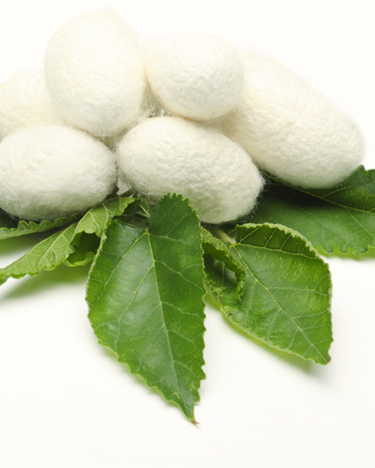 Silk cocoons with green leaves